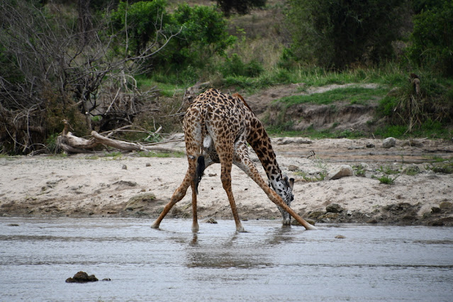 Tarangire National Park