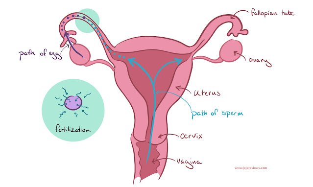 What is Sperm and How Does It Travel Inside the Female Reproductive System?