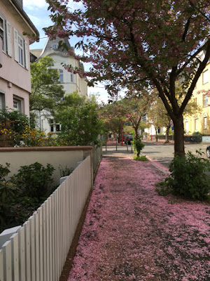 Ein rosafarbener Blütenteppich auf dem Gehweg inmitten heller Häuser