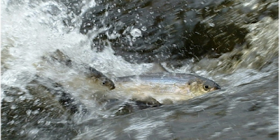 River herring swimming upstream to spawn