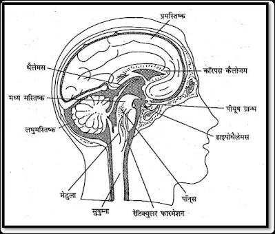 मस्तिष्क के भाग