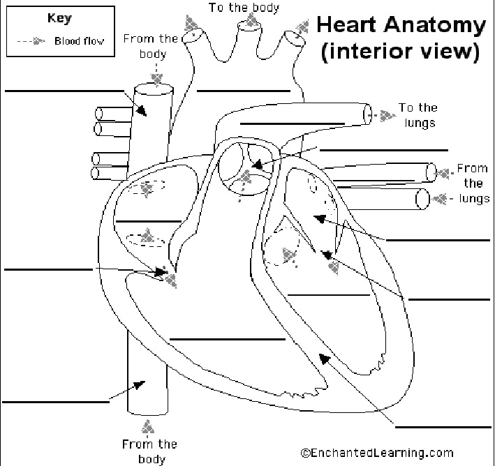 heart diagram with labels. The Heart Diagram No Labels.