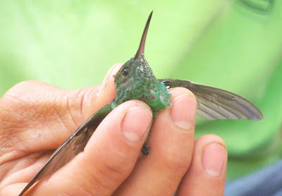 Blue tailed hummingbird