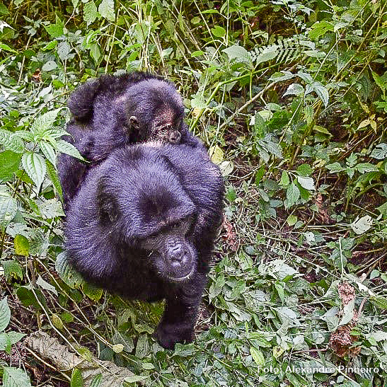 Mãe gorila e seu filhote no Parque Bwindi, em Uganda