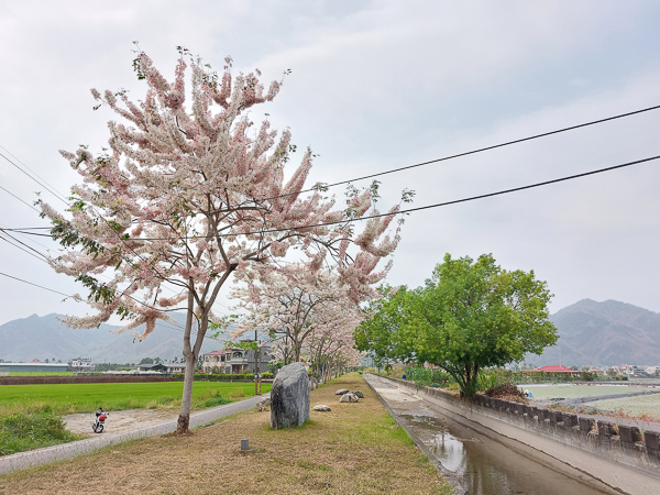 高雄美濃獅子頭水圳花旗木綿延1公里桃紅陣雨樹，草皮散步賞花