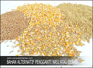 7 Materi Makanan Alternatif Pengganti Beras Atau Nasi Sebagai Makanan Pokok