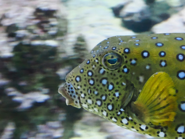 jiemve, le temps d'une pose, Gênes, Genova, aquarium,