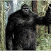 70 researchers looking for Bigfoots