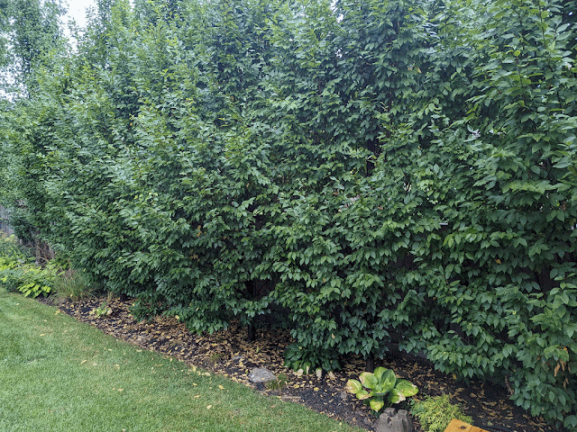 Hedge of Frans Fontaine European Hornbeams Trees - Columnar, upright Trees