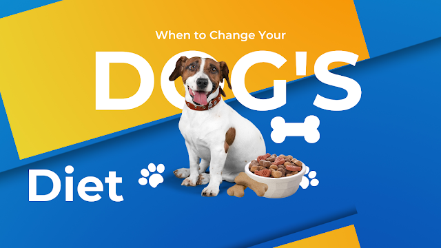 When to Change Your Dog's Diet