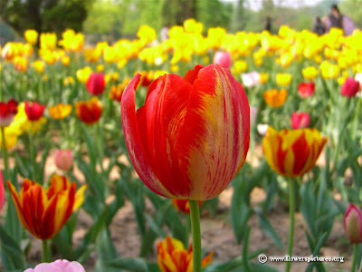 Tulips