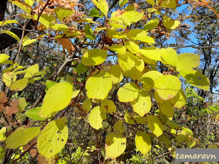 Лимонник китайский (Schisandra chinensis)