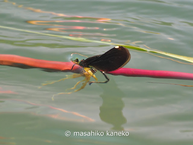 アオハダトンボ ♀産卵