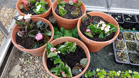 Allotment and greenhouse progress in spring