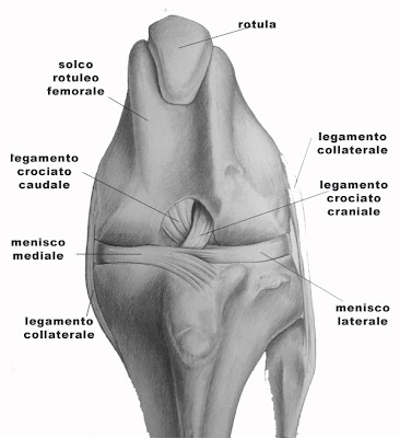 lussazione rotule a