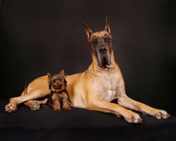 Ren Netherland fotografia animais de estimação meigo amigos gatos cachorros juntos