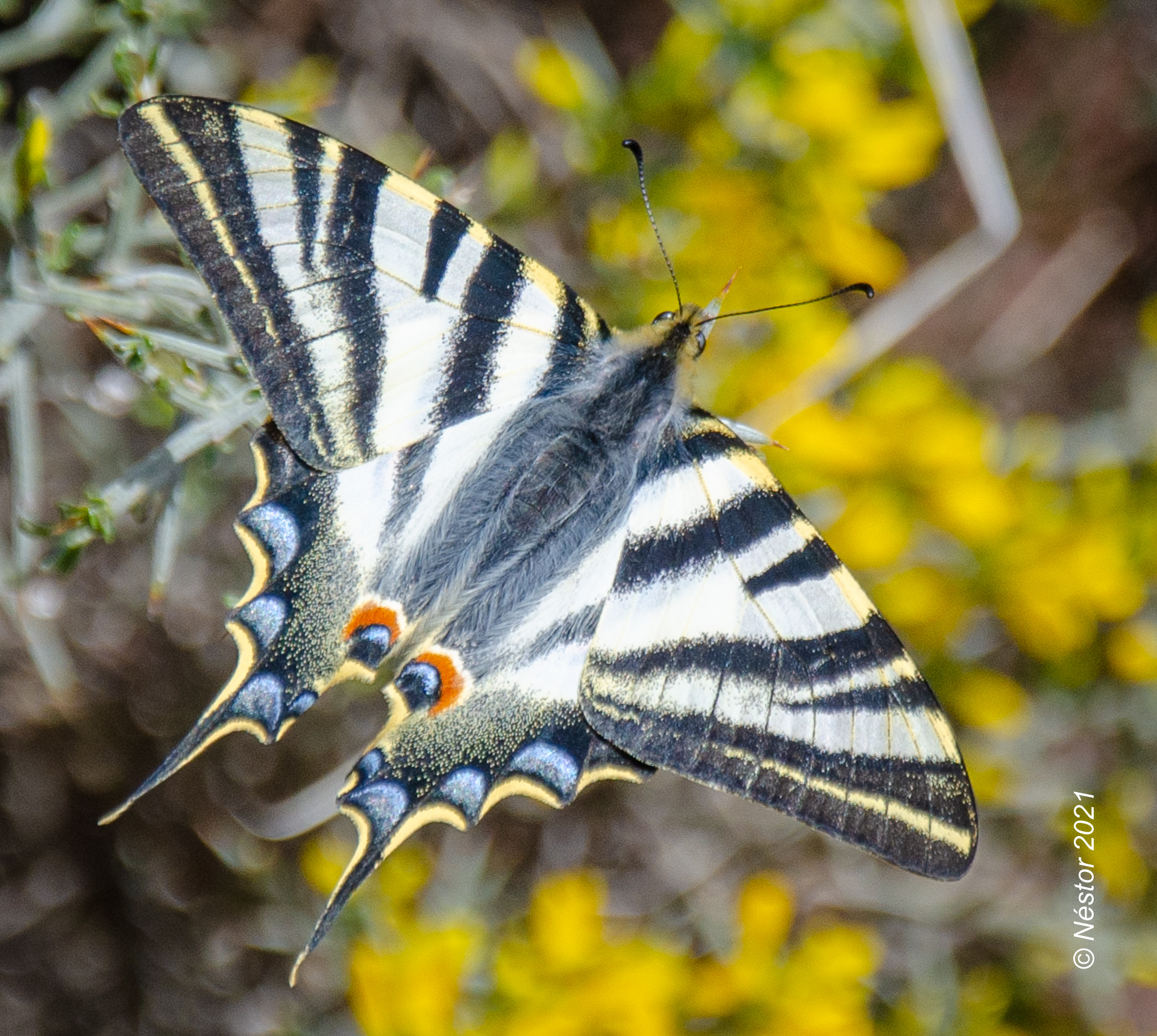 Mariposa Macaón (Papilio Machaon)