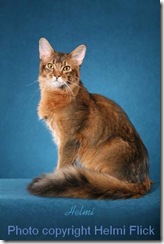 Somali cat Chase