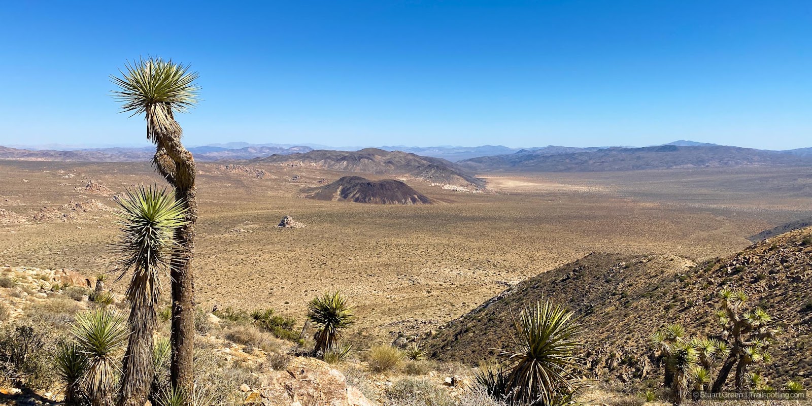 Dwarf Joshua Trees in the foreground. Flat plains beyond with mountain peaks in the middle distance.