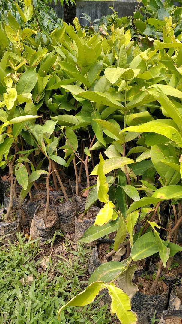 jual bibit pohon jambu kusuma merah yang paling bagus jawa barat Jawa Timur