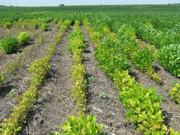 iron deficiency chlorosis soybean