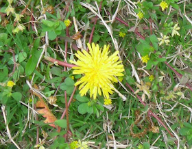 dandelion, Taraxacum officinale, from Hagi, Japan