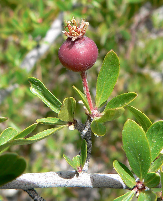 Peraphyllum ramosissimum