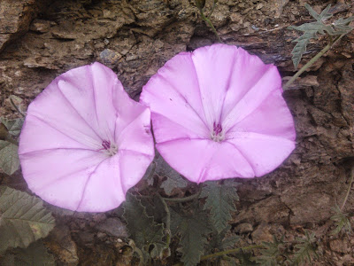 campanillas de canarias