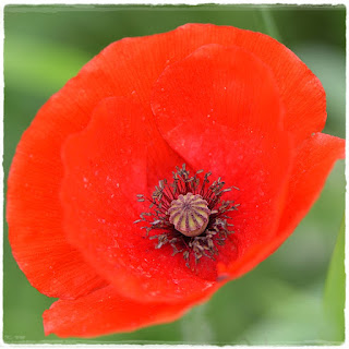 Coquelicot fleur sauvage