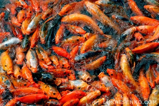 japanese koi carp goldfish