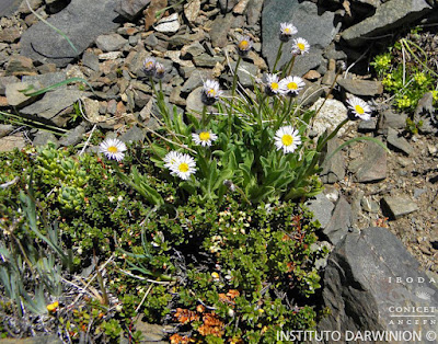 Erigeron schnackii