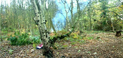 Untouched birch on left fire in middle, thinned on right