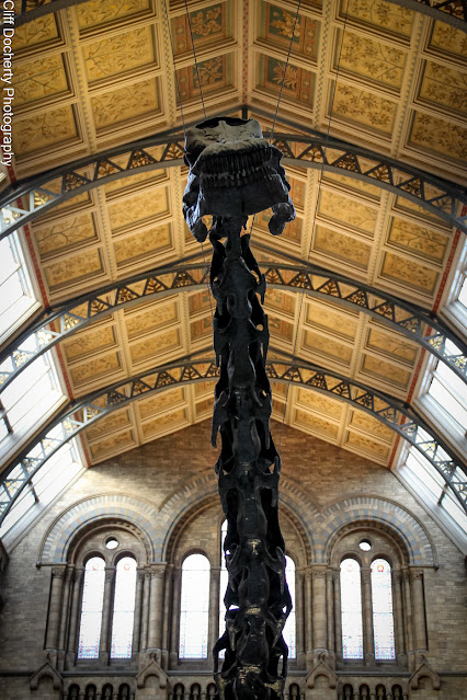 Photo of Dippy at the Natural History Museum, London