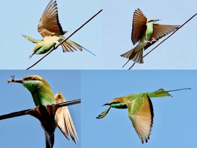 "Green Bee-eater Merops orientalis, picture collage."