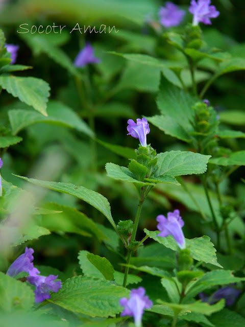 Strobilanthes oligantha