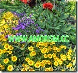 DSC03637.JPG-Gula-lila-rda-blommor-1