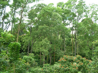 радужный эвкалипт, роща, Eucalyptus deglupta