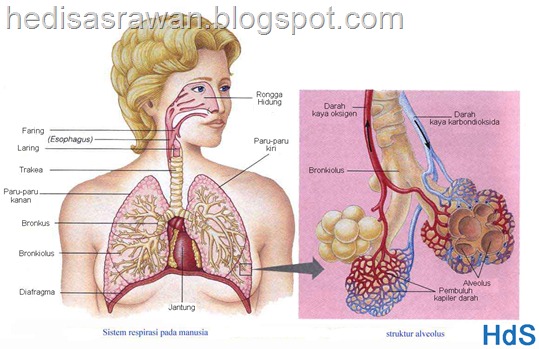 bagian-bagian dan anatomi paru-paru dalam bahasa indonesia