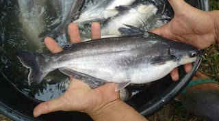 cara budidaya ikan patin di kolam tanah,ikan patin di kolam terpal,buku budidaya ikan patin di kolam terpal,budidaya ikan patin di kolam tembok,budidaya ikan patin organik,