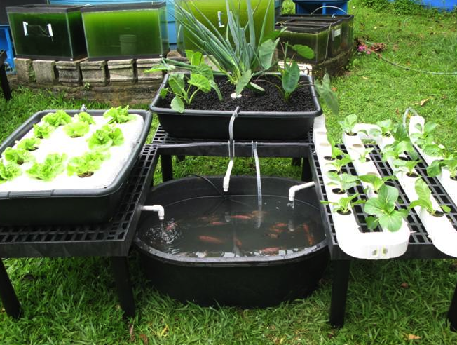 , aquaponics, aquaponics system, backyard gardening, gardening ...