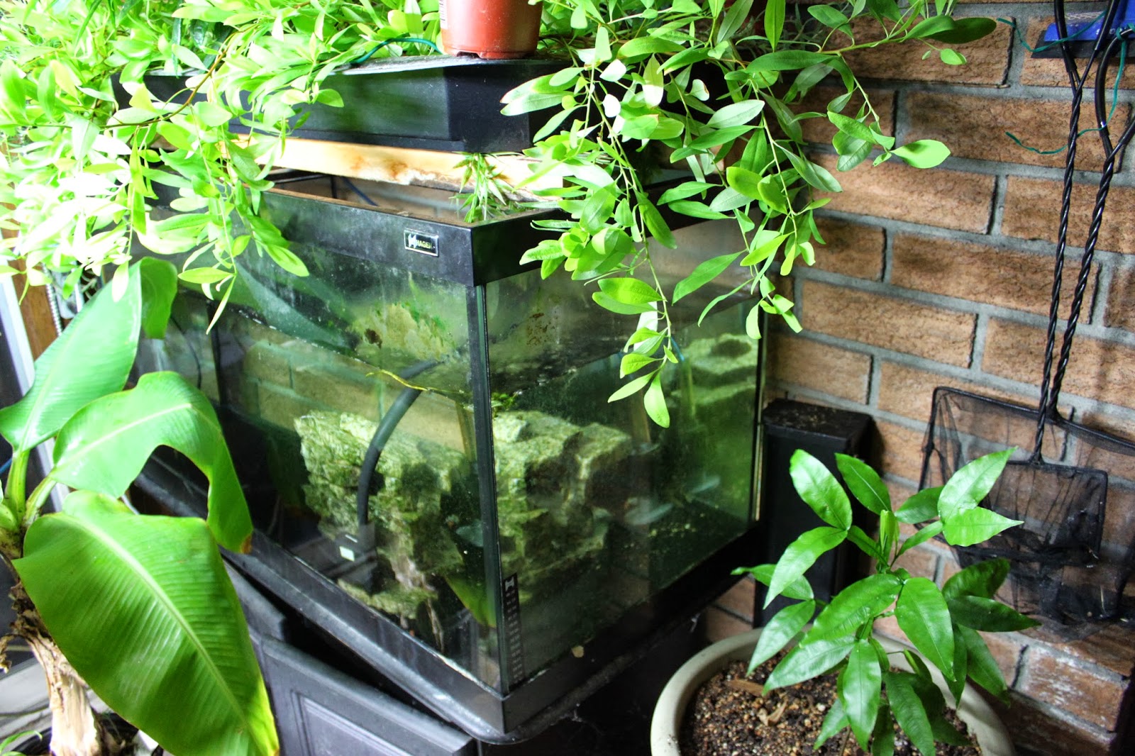 Simpson Eco Farms: Aquaponics ( Fish, crayfish, snails )