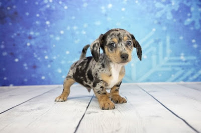 Chihuahua Dachshund Mix Puppies For Sale Near Me