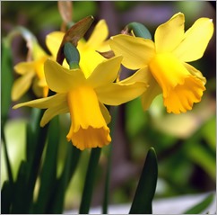 Paasbloemen