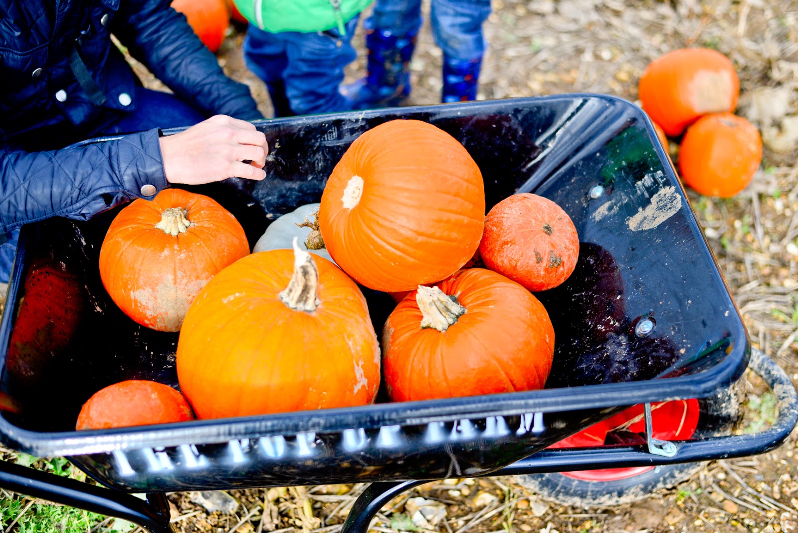 pick your own pumpkin patch, pop up farm st albans, pop up farm pumpkins st albans, pumpkin picking, pumpkin patch,