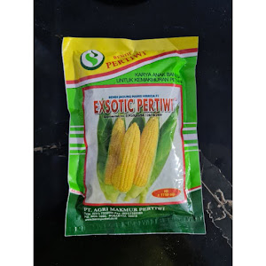 Benih Jagung Manis Hibrida Exsotic