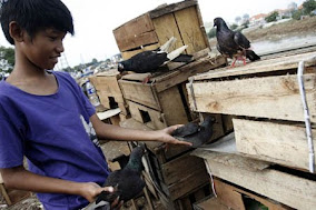 Lapak Sinta: Tips memilih Burung Dara