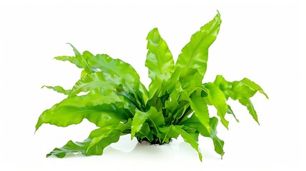 Java Fern (Microsorum pteropus)