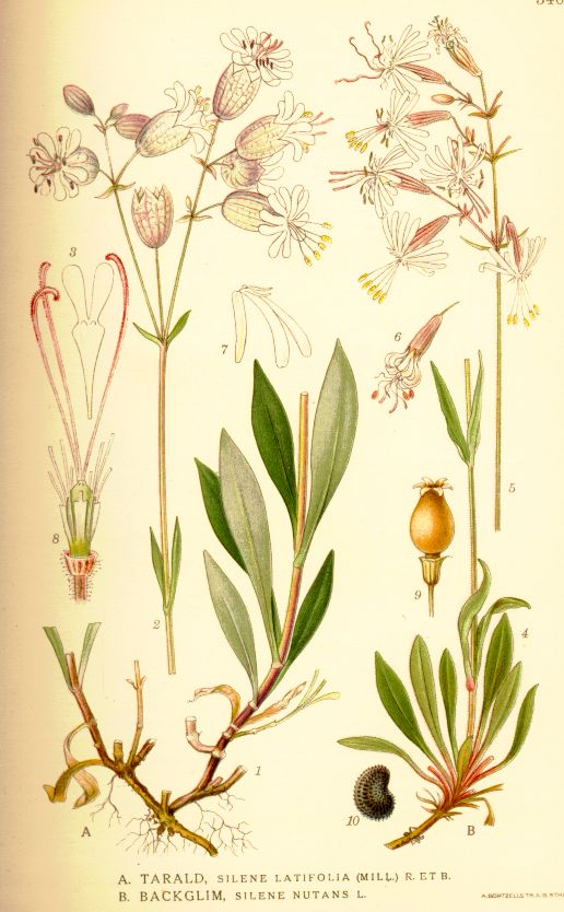 Ботаническая иллюстрация Silene vulgaris