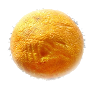 an elderly but delicious orange