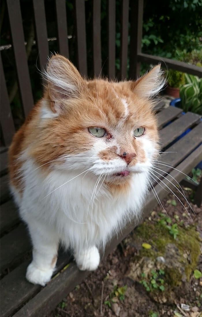 Touching Pictures Of Cat Celebrating His 30th Birthday